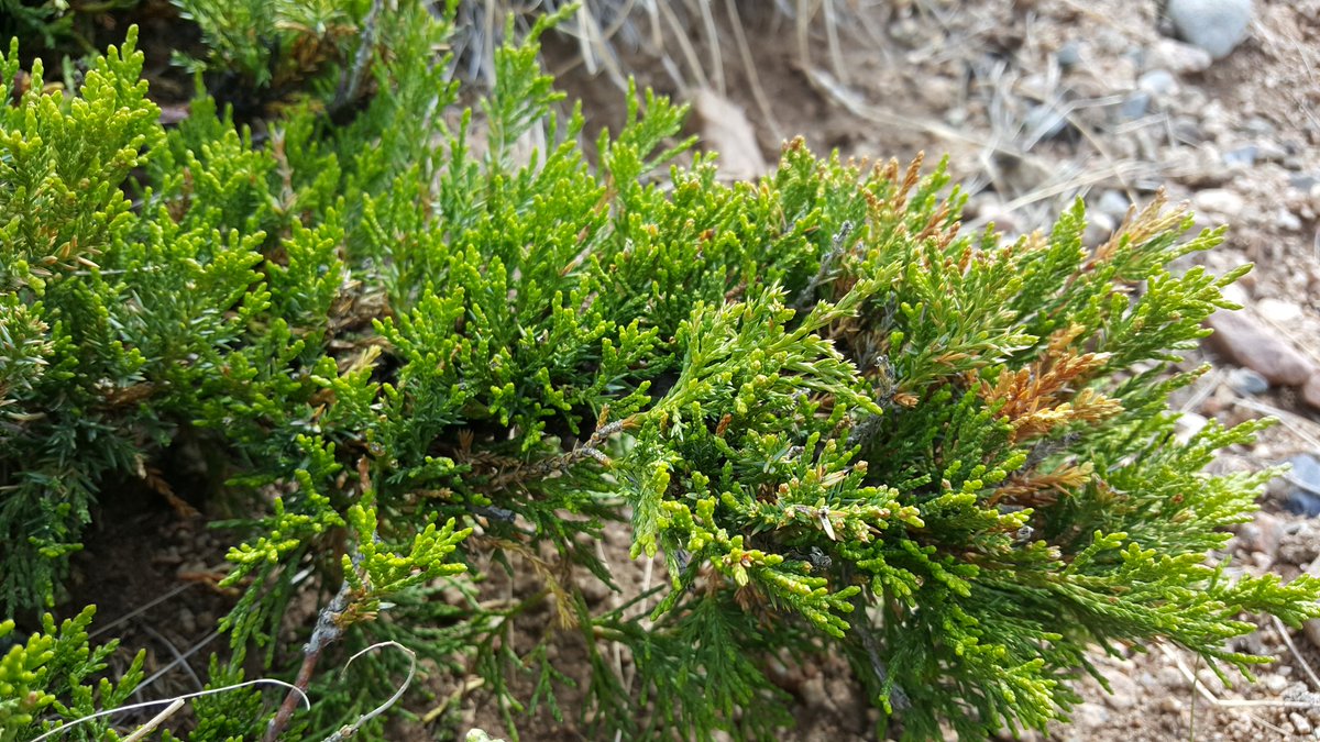 Juniper Burning Repeal Negative Energy