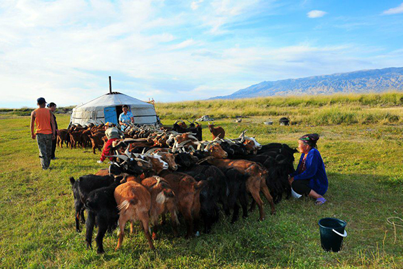 mongolia-shepherd-milking-goat.jpg